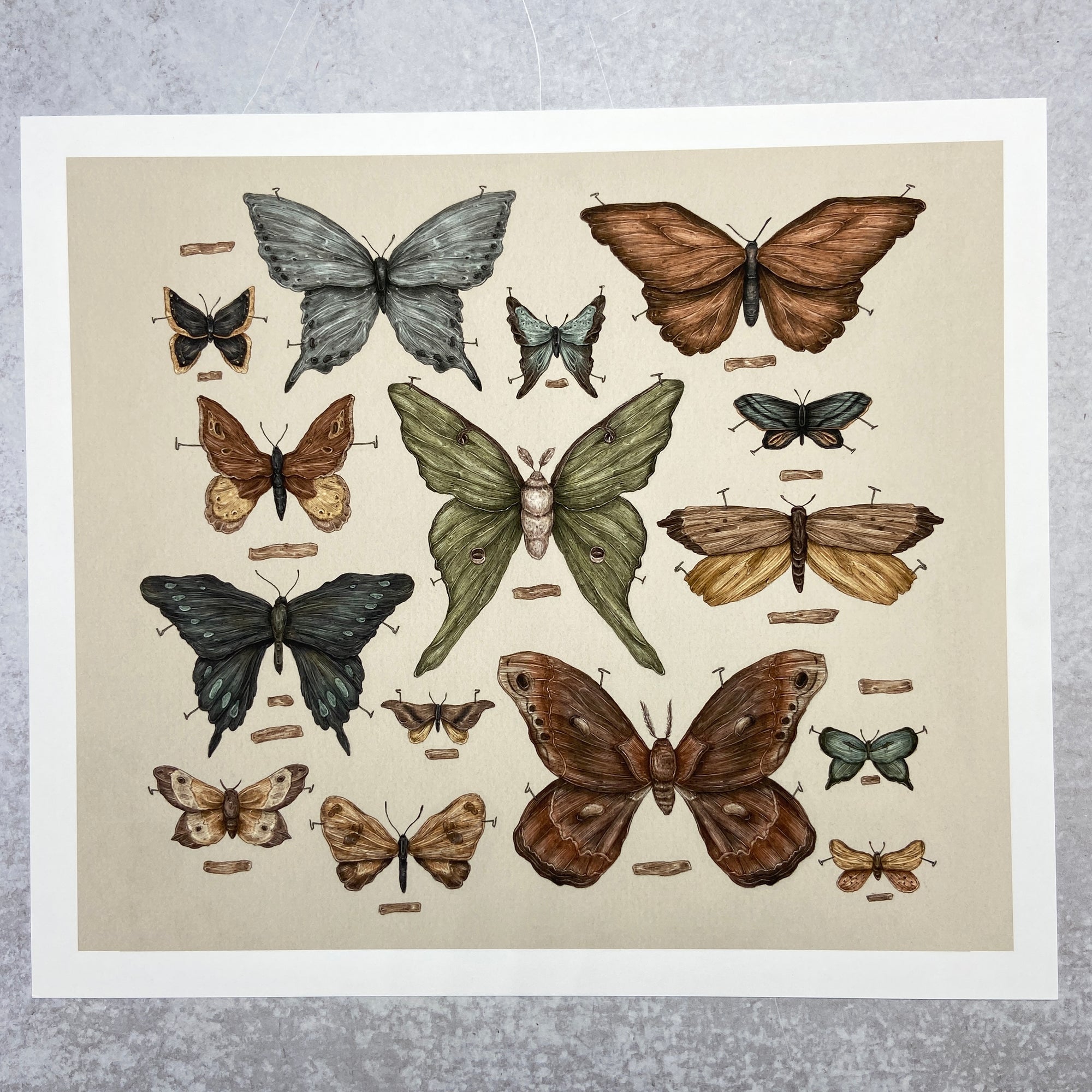 Butterflies and Moths - Print