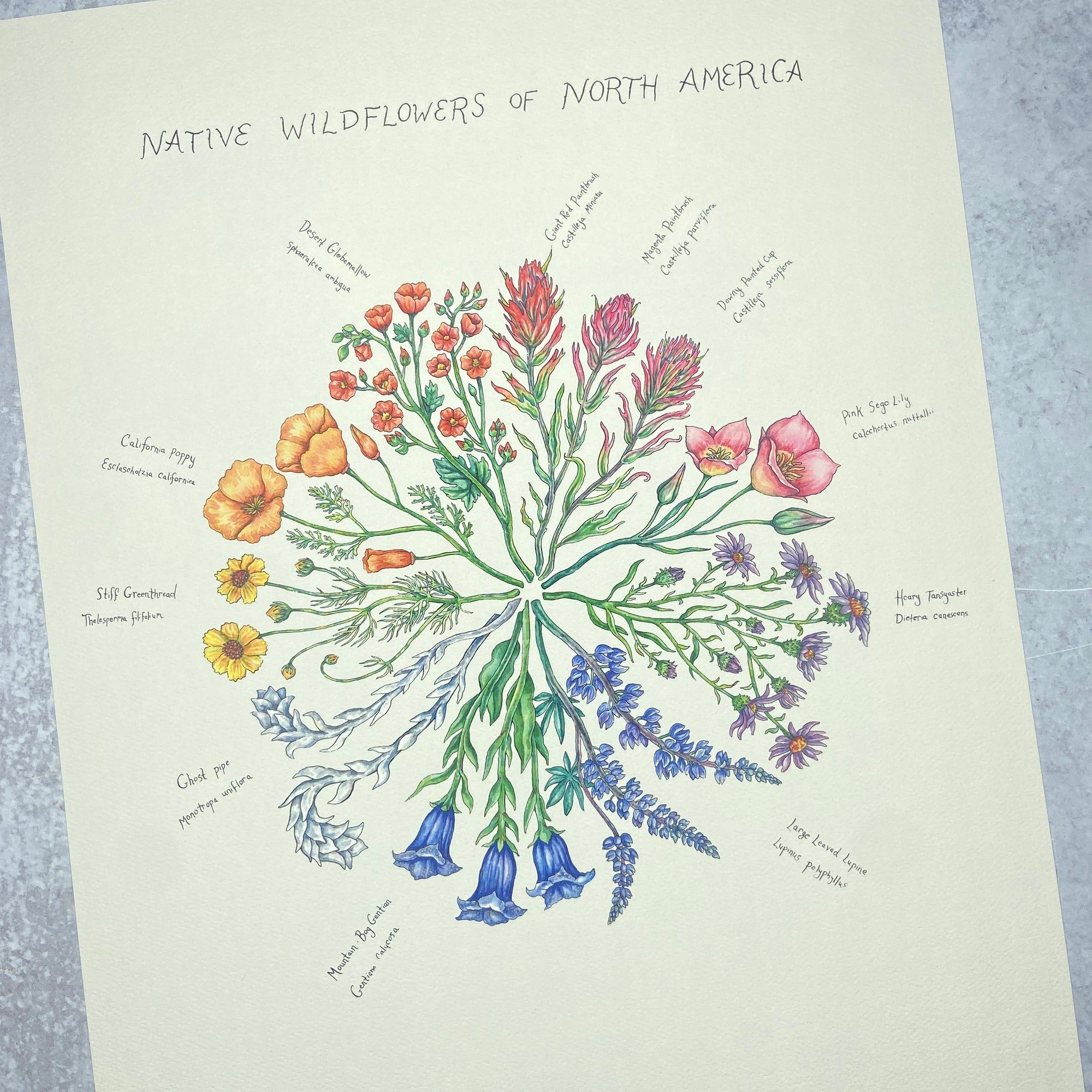 Native Wildflowers - Print