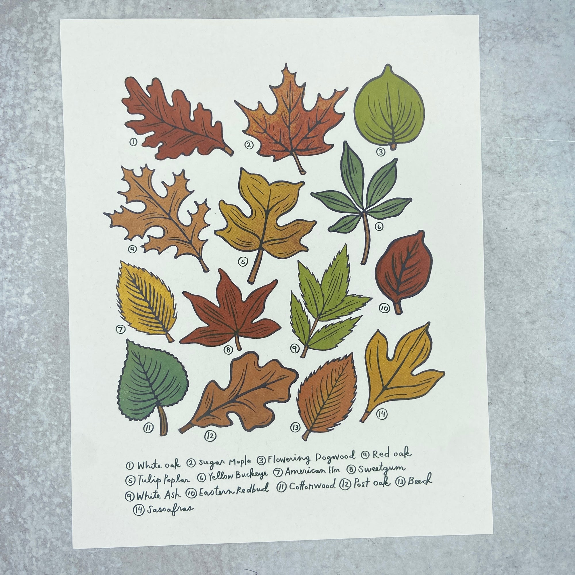 Autumn Leaves - Print