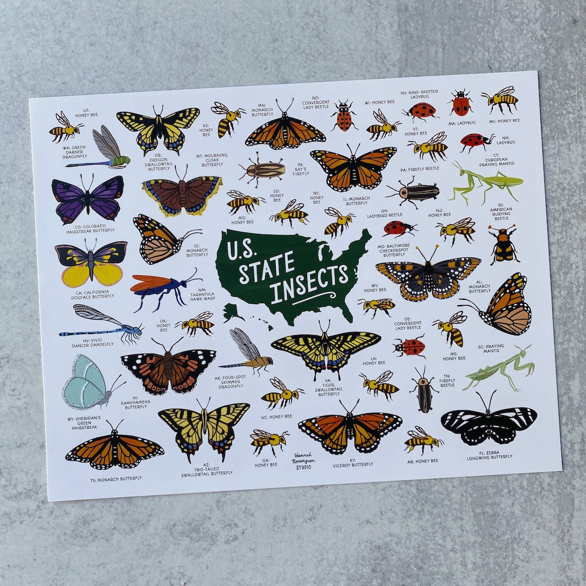 US State Insects - Print