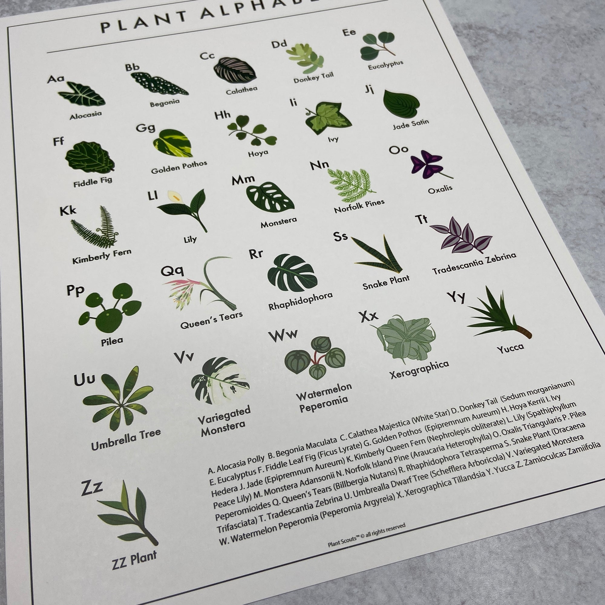 The Plant Alphabet - Print