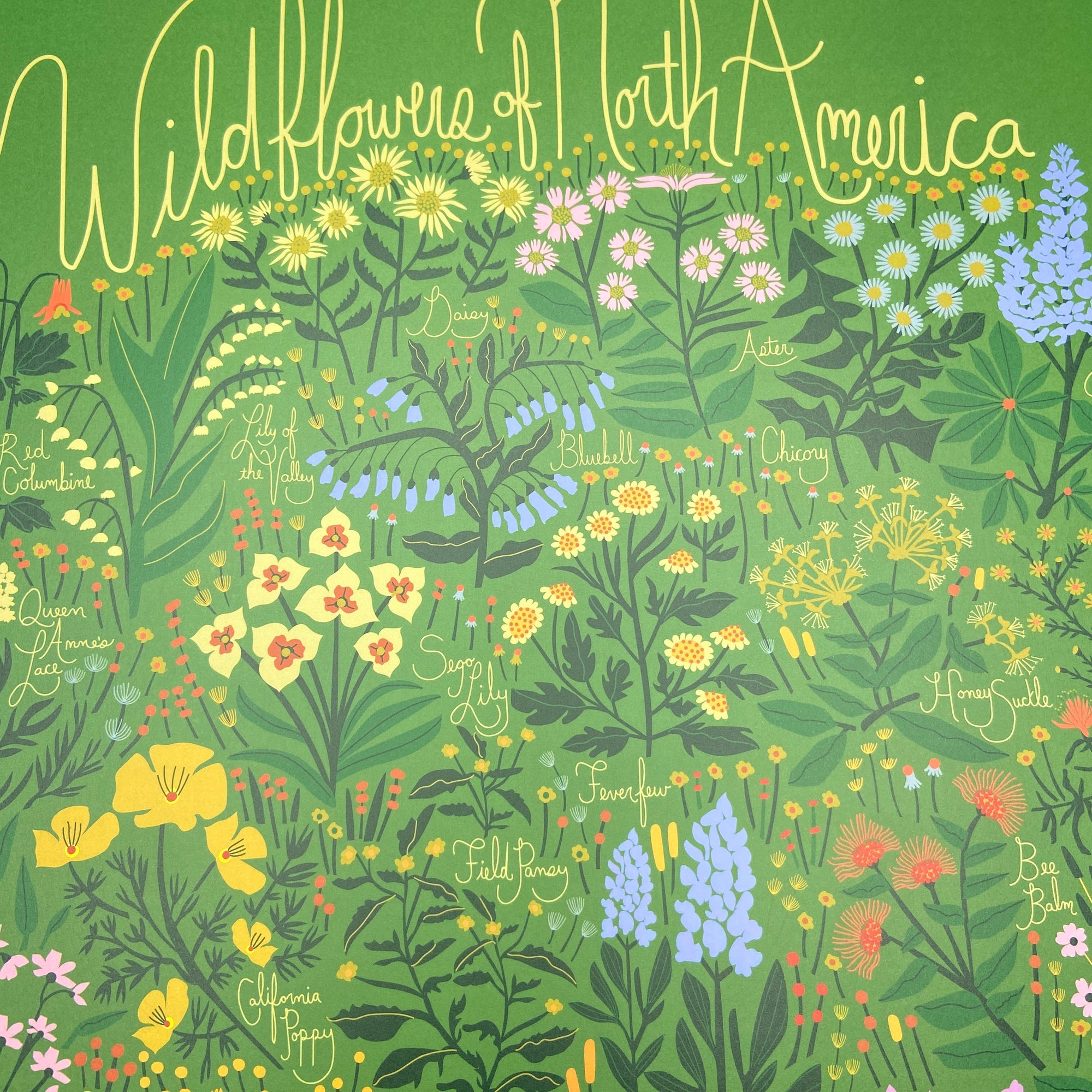 Wildflowers of North America - Print